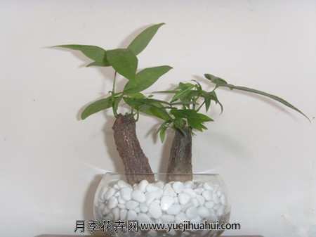 草本植物，发财树