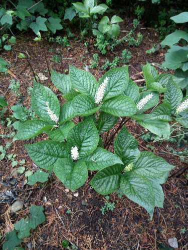 草本植物，金粟兰