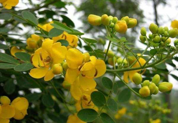 木本植物，黄槐决明