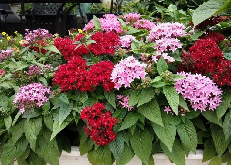 宿根植物，繁星花