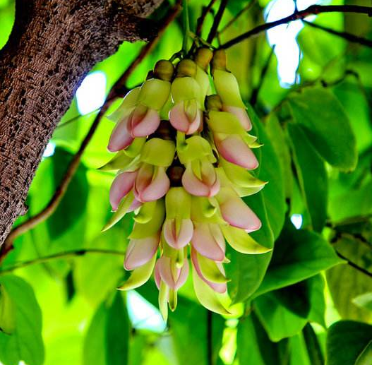 藤本植物，禾雀花