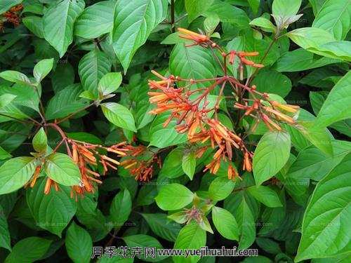 木本植物，希茉莉