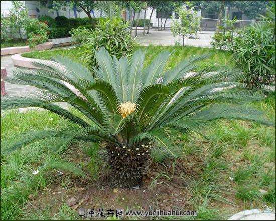 宿根植物，美叶凤尾蕉