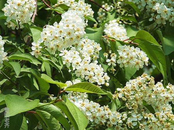 木本植物，稠李