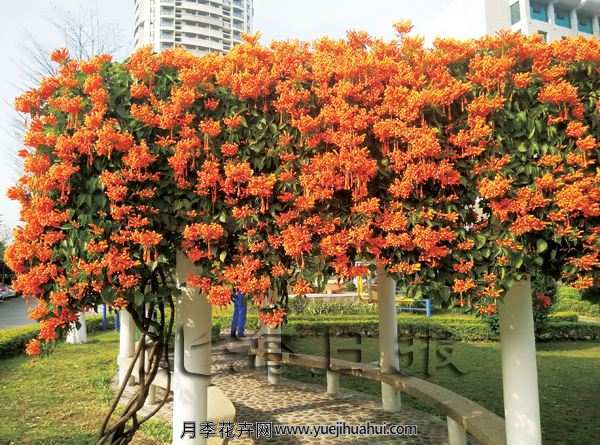 藤本植物，炮仗花