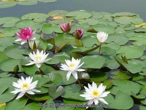 水生植物，睡莲