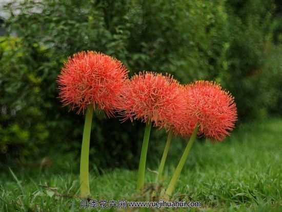 球根植物，网球花