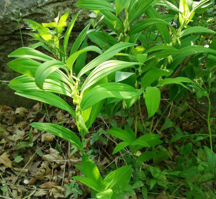 草本植物，玉竹