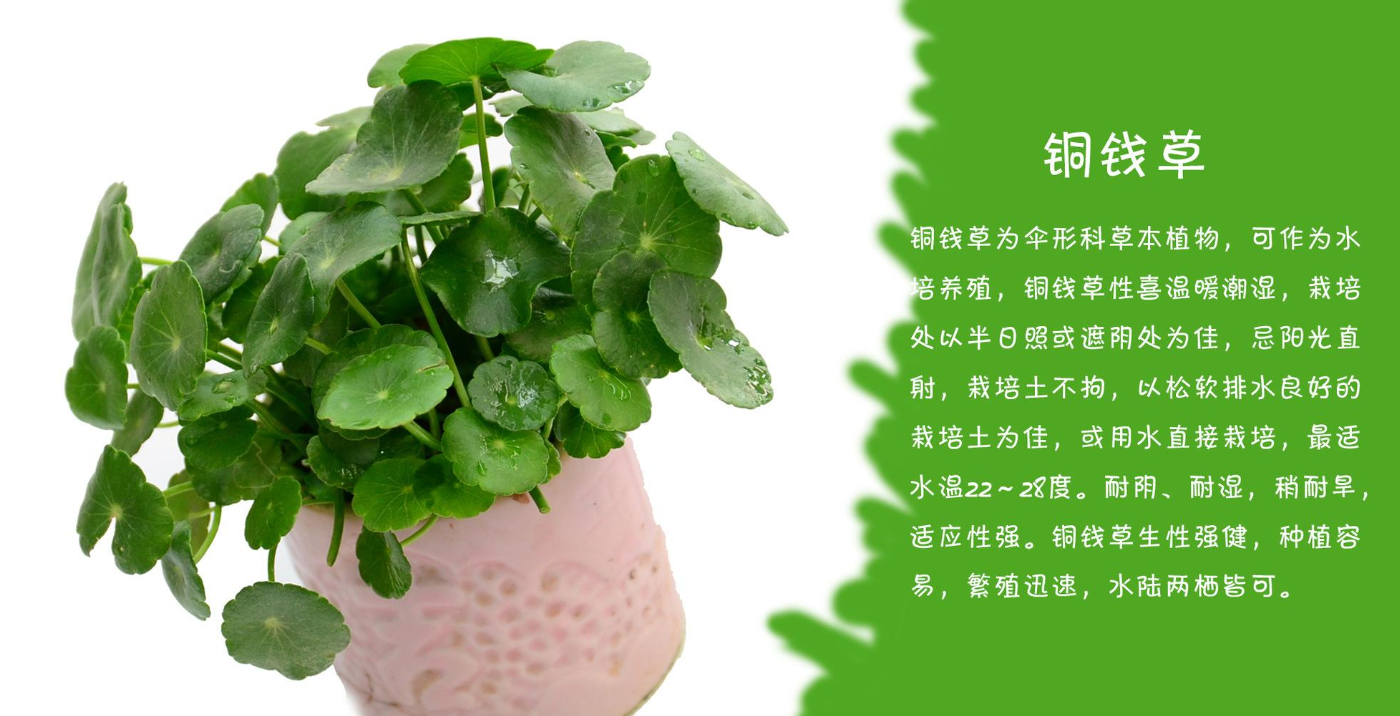 水生植物，铜钱草