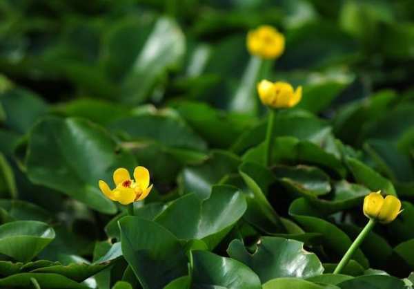 水生植物，萍蓬草