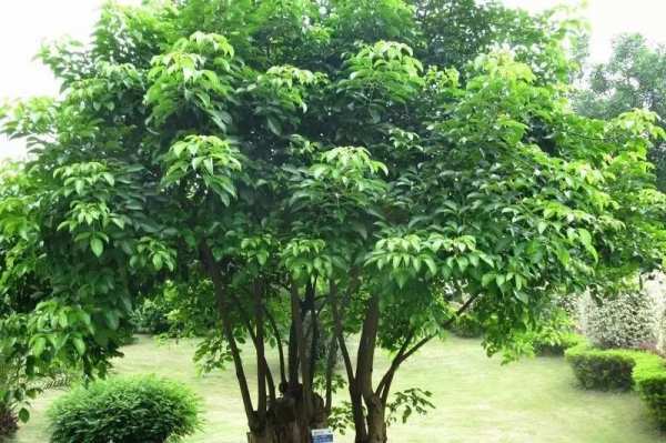 木本植物，重阳木