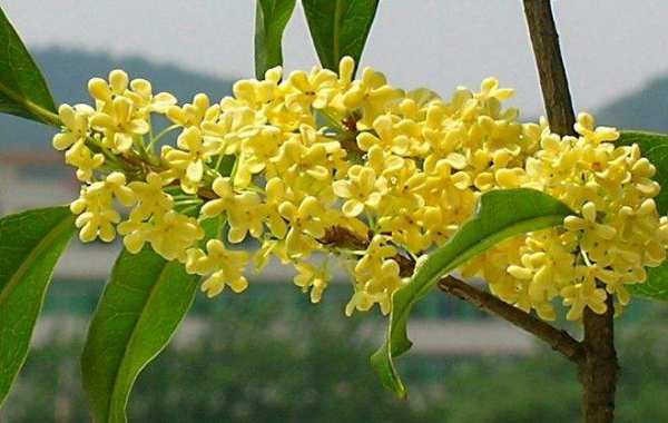 木本植物，桂花