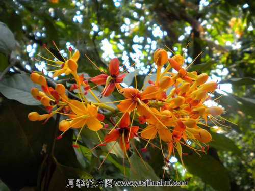 木本植物，无忧花