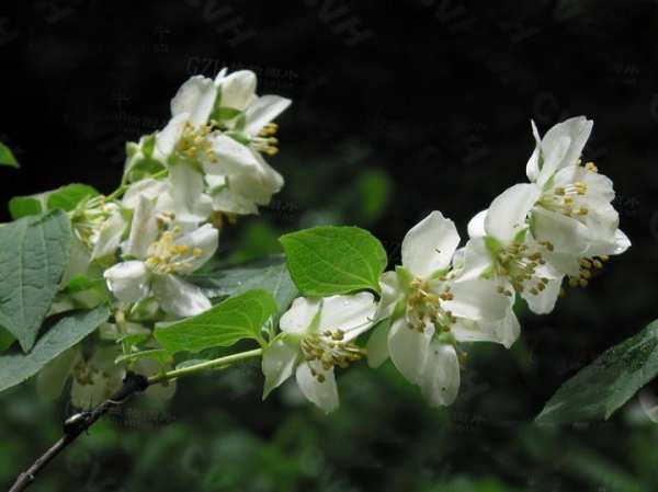 木本植物，山梅花