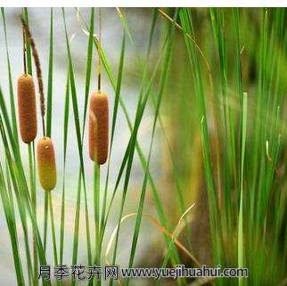 水生植物，菖蒲