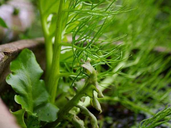 水生植物，水蕨