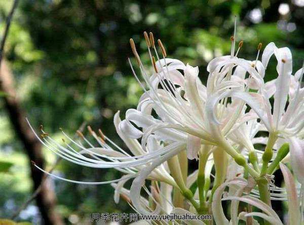 球根植物，白花石蒜