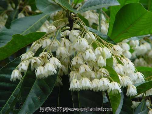 木本植物，杜英花