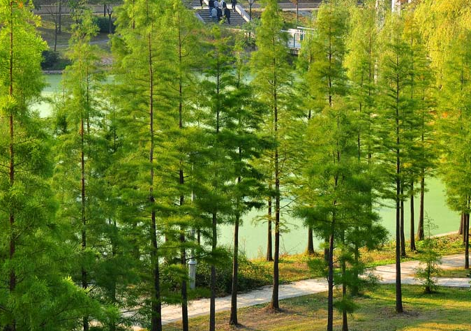 木本植物，水杉