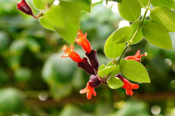 藤本植物，口红花