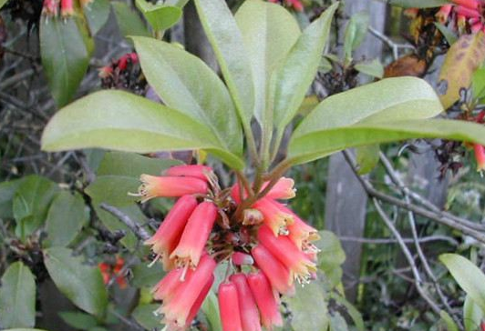 木本植物，管花杜鹃