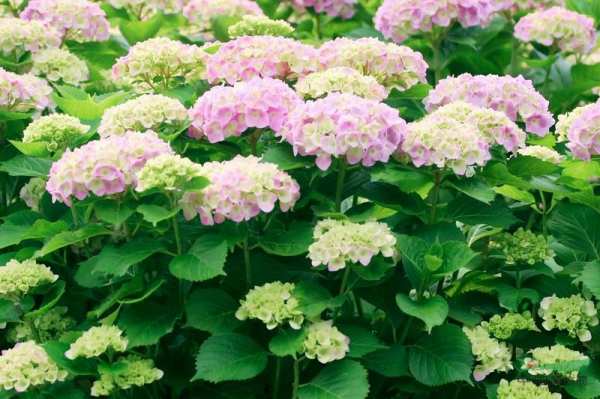 宿根植物，八仙花