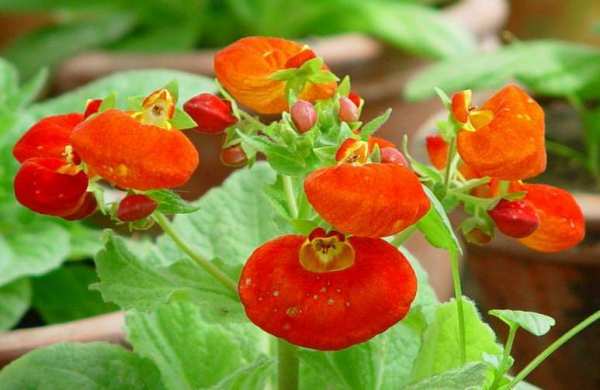 草本植物，蒲包花