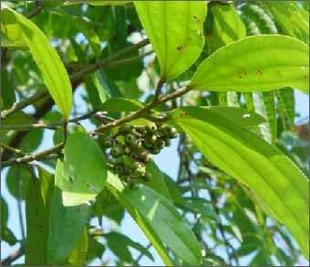 木本植物，肉桂