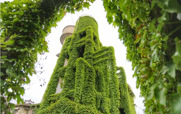 藤本植物，爬山虎