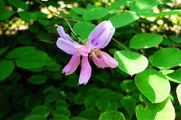 木本植物，花木蓝