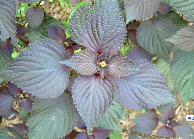 草本植物，紫苏