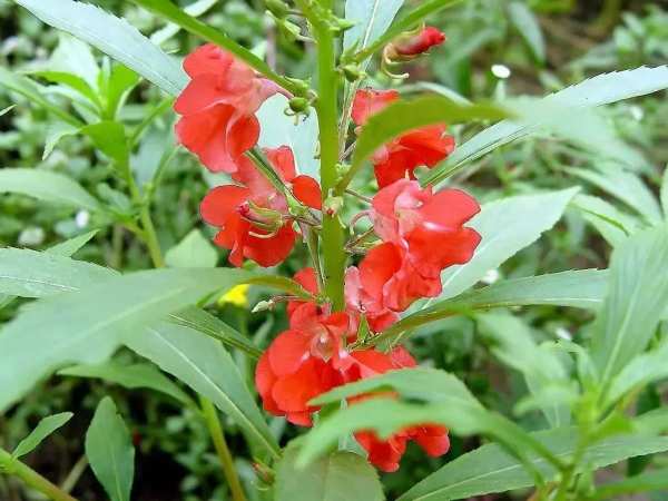 草本植物，凤仙花