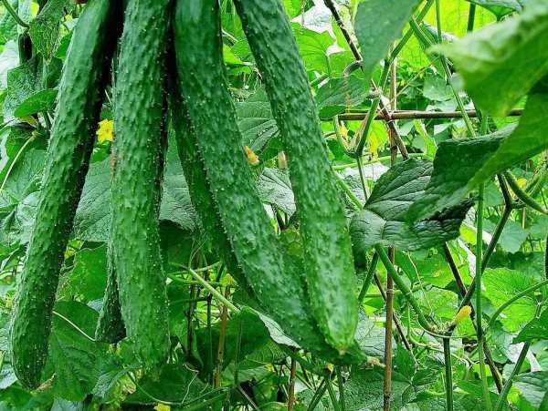 草本植物，黄瓜