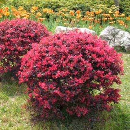 木本植物，红花继木