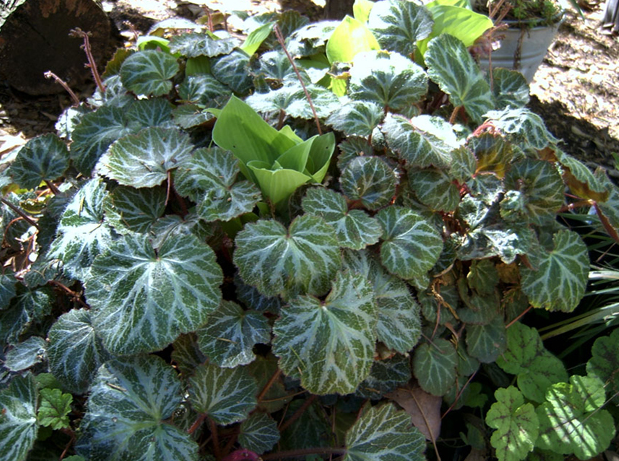 草本植物，虎耳草