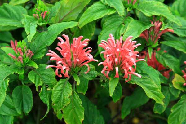 草本植物，珊瑚花