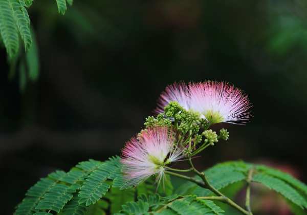 草本植物，合欢花