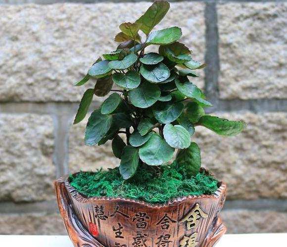 木本植物，金钱兜