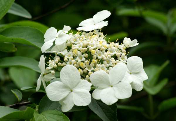 木本植物，琼花