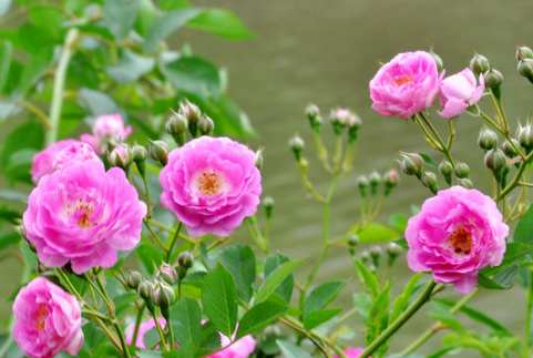 木本植物，蔷薇花