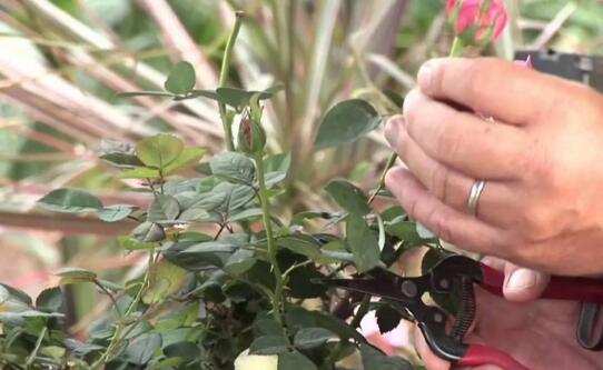 开花的月季怎么修剪图解，月季花后需修剪三次方法分享