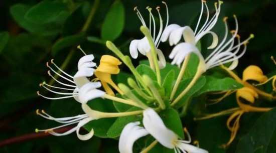 木本植物，金银花