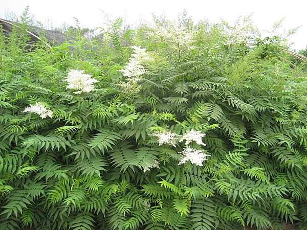 木本植物，珍珠梅